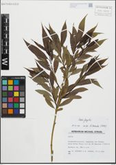 Foto von Salix fragilis L.